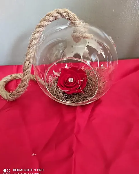 Αθάνατο κόκκινο τριαντάφυλλο